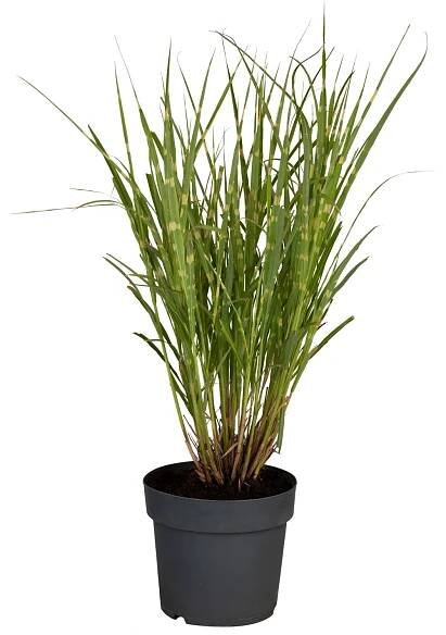 GROW by OBI Ozdobnice čínská (Miscanthus Sinensis Strictus), pr. květináče 28 cm