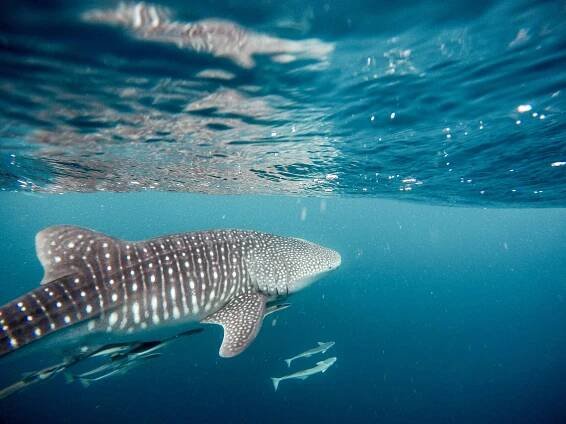 Manta ray research in the Maldives