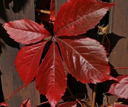 Loubinec pětilistý (Parthenocissus quinquefolia), listy podzim