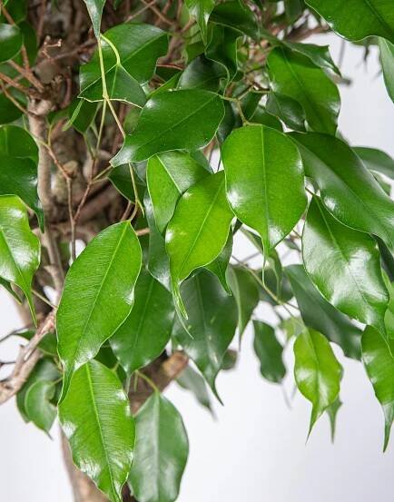 Fíkus, Ficus Benjamina, splétaný kmínek, skladem | ZAZUMi.cz