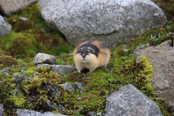 norský lemming jotunheimen norsko - lumík - stock snímky, obrázky a fotky