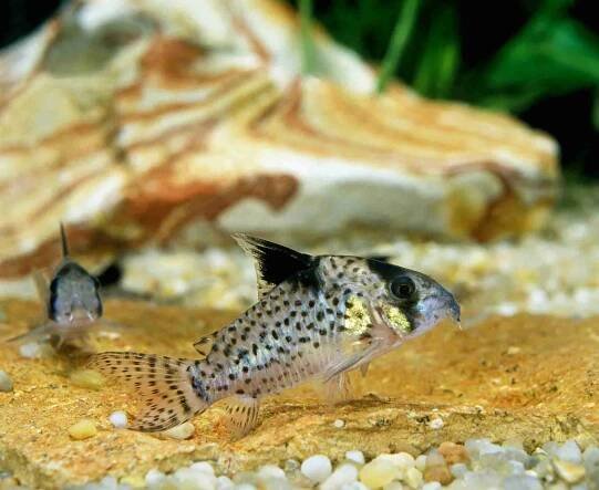 signs of too much oxygen in aquarium