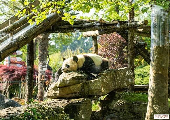 Zoo Beauval, tipy a triky pro návštěvu parku - Sortiraparis.com