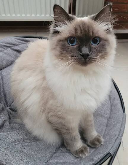Past Ragdoll Kittens Photo Gallery - Grimsby UK | Raggiedolz