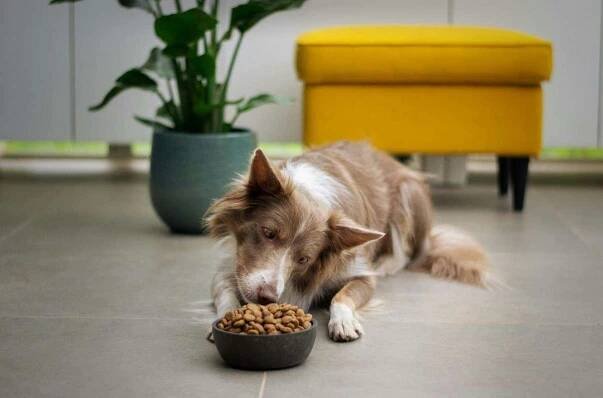 Jaké jsou nové trendy v pet food byznysu? - Life4you.cz