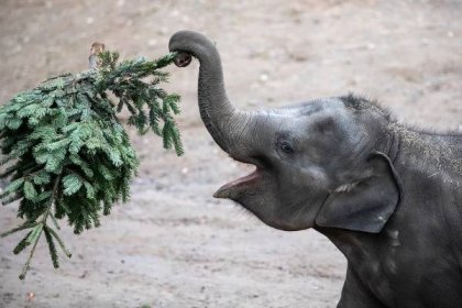 Zvířatům v pražské zoo zpestří jídelníček neprodané vánoční stromky. První dostali papoušci, zubři a sloni