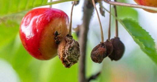 Moniliová spála ohrožuje na jaře meruňky, višně nebo třešně. Infekce může zničit celou úrodu