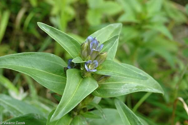 fotografie Gentiana cruciata (hořec křížatý (prostřelenec křížatý))
