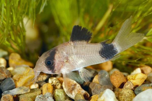 Make a Panda Cory Right at Home in Your Aquarium