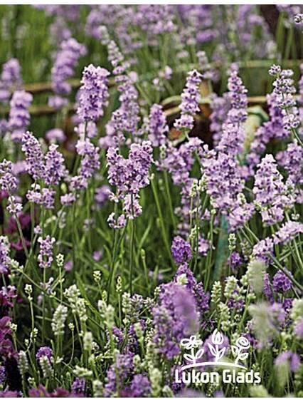 Lavandule angustifolia MELISSA - levandule úzkolistá - Lukon Glads s.r.o.