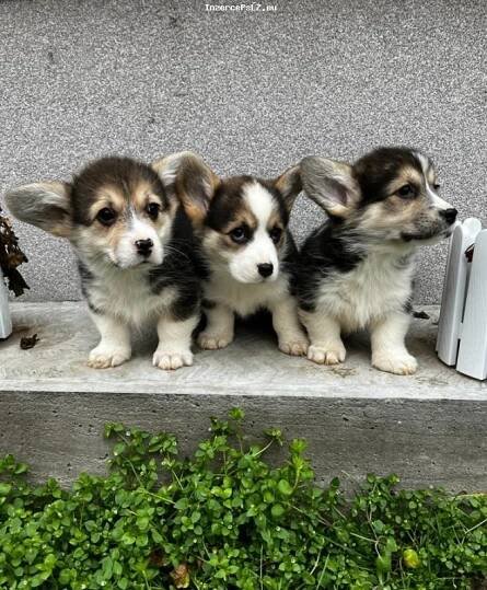 Pembroke Welsh Corgi štěňata na InzercePsů.eu