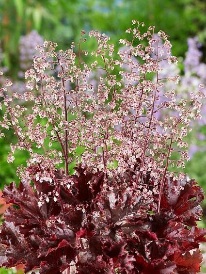 Heuchera Melting Fire
