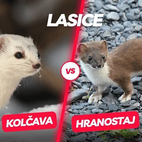 Lasice kolčava a lasice hranostaj: 10 rozdílů