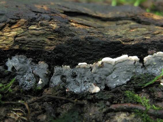 Sordariomycetes - tvrdohouby - myko.cz