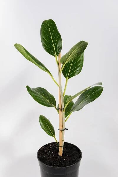 Side view of Ficus Audrey plant showing upright branching and oval leaves.