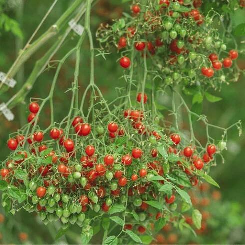Tomberryred_2_800x