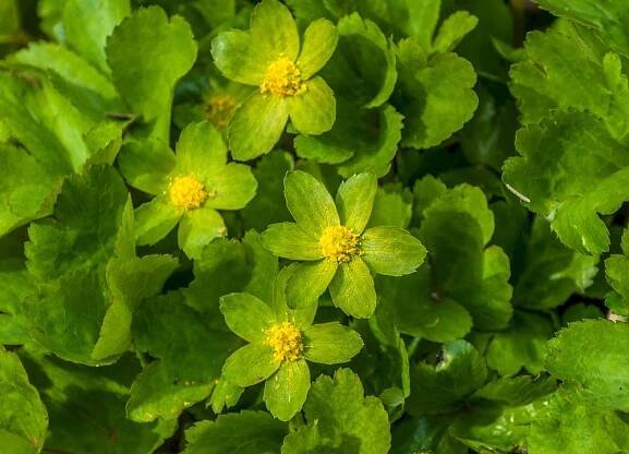 Hvězdnatec zubatý (Hacquetia epipactis) – Marbury/Shutterstock