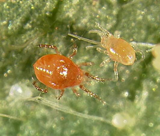 Mighty Mites