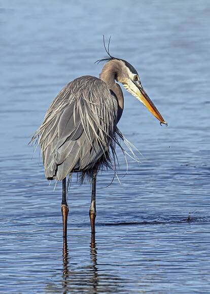 Great Blue Heron | Mike Powell