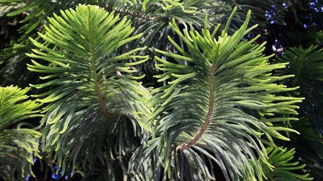 Norfolk Island Pine Problems: Tackle Norfolk Island Pests & Diseases