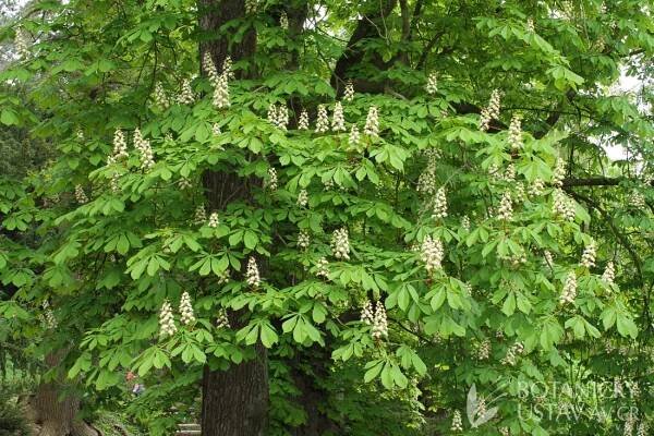 Aesculus hippocastanum - jírovec maďal | Lukáš Hrdinka | Autoři | iBotky.cz