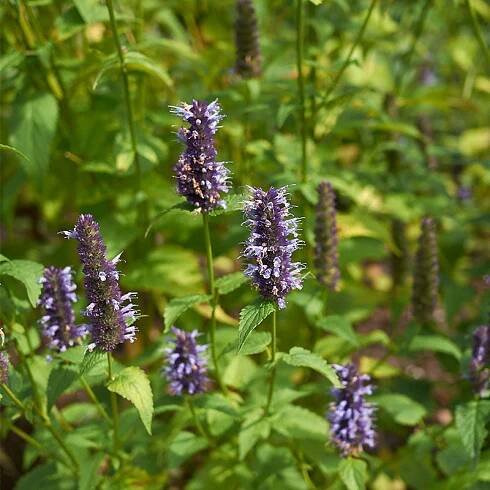 Agastache Little Adder, Hummingbird Mint