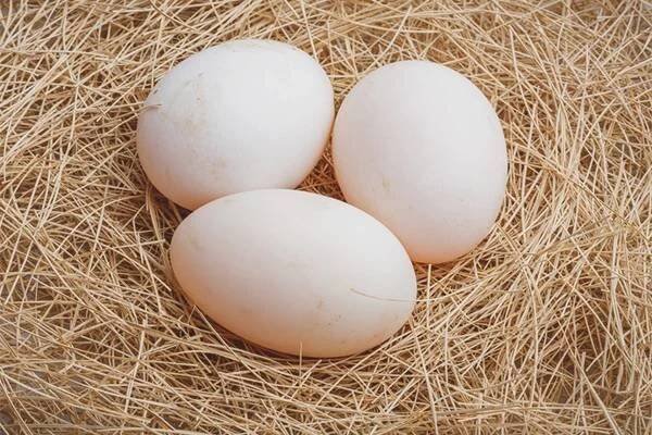 Prodám kachní vajíčka z mého chovu. Výborná surovina k pečení, výrobu domácích těstovin nebo zapečené pokrmy. Kachní vejce obecně obsahují více kalorií a bílkovin, oproti slepičím vajíčkum, proto by měly projít delší tepelnou úpravou. - InzerceTrinec.cz