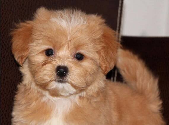 Jak rozumět Maltipoo mini nebo standard?