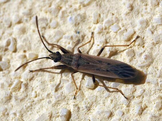 Paromius gracilis