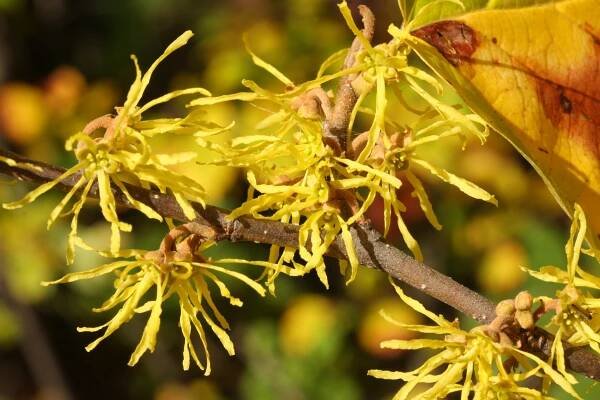 Flower Identification — Craig Elston