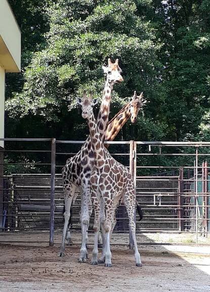 Melman z Madagaskaru to není. Nová žirafa v Zoo Ostrava ale dělá radost i tak