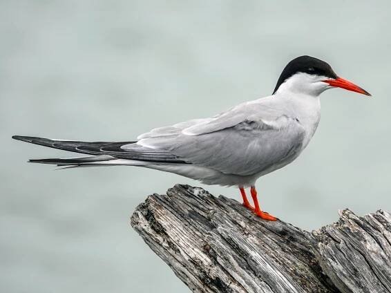 Breeding adult (hirundo/tibetana) - ML299890341