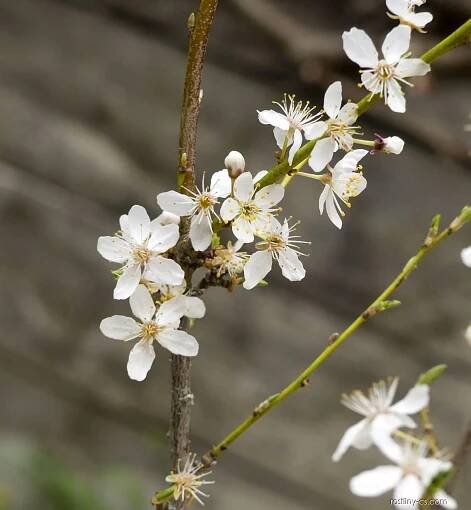 Slivoň myrobalán (Prunus cerasifera)