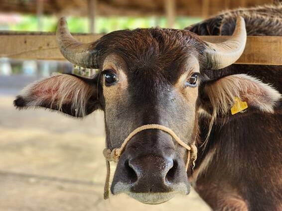 Laos Archives • EXPLORE LAOS