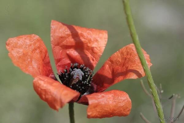 Mák polní (Papaver argemone)