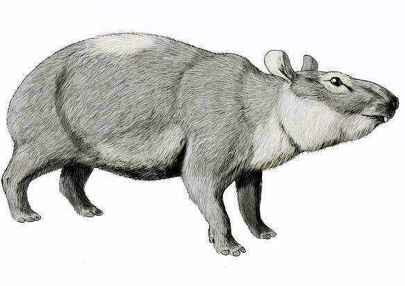 File:PliohyraxDB22.jpg - Wikimedia Commons