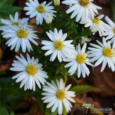 Symphyotrichum novi-belgii 'Niobe'
