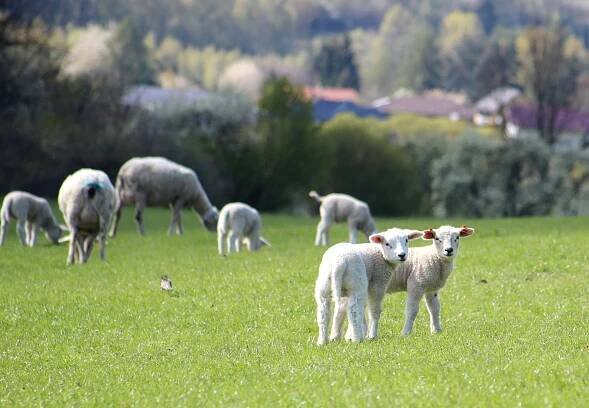 Jaro na ovčí farmě