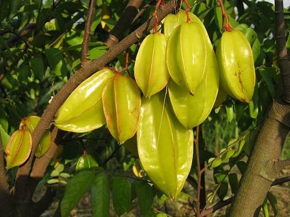 Ovocné tropické rostliny | Karambola - Averrhoa carambola | eshop.tropik.cz