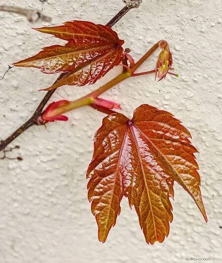 Loubinec trojlaločný Veitchii (Parthenocissus tricuspidata), listy
