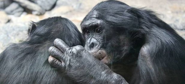 Šimpanz bonobo si na tváře příbuzných vzpomene i po 26 letech