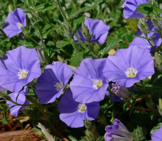 Soubor:Convolvulus mauritanicus 2.jpg – Wikipedie