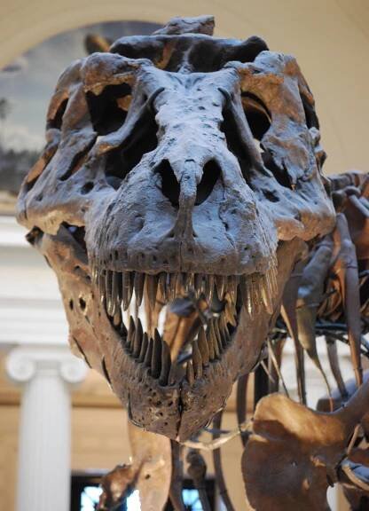 Tyrannosauridae