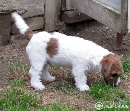 Jack Russell Teriér hrubosrstý na prodej s pp fci Znojmo