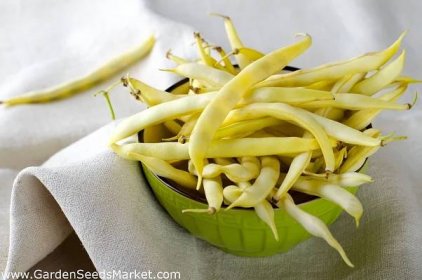 Žlutá fazole "Polka" - 125 semen - Phaseolus vulgaris L. - semena – Garden Seeds Market | Doprava zdarma