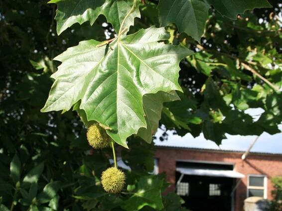Platanus x hispanica (acerifolia) - Obrázek 2