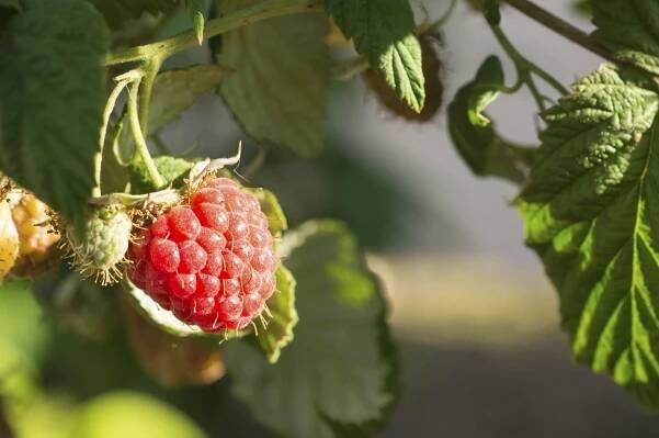 Cold Climate Raspberry Shrubs – Tips On Growing Raspberries In Zone 3