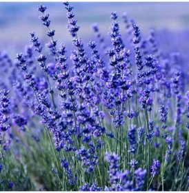 Levandule lékařská Provence Blue - Lavandula angustifolia - prodej semen - 15 ks