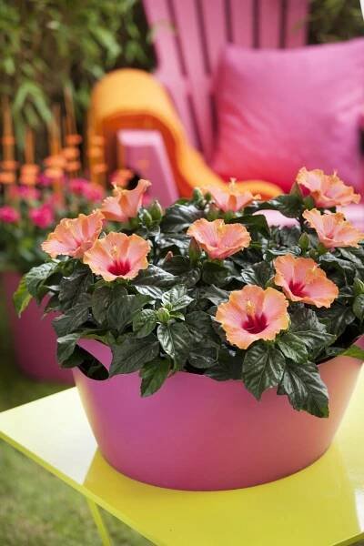Hibiscus