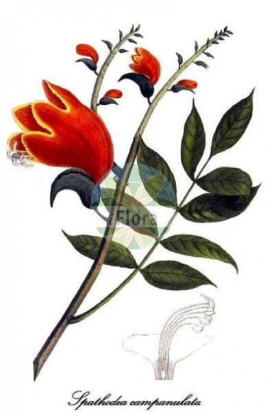 Spathodea campanulata - Bignoniaceae,Plantae,Pteridobiotina,Angiosperms,Lamiales,Bignoniaceae,Spathodea,Spathodea campanulata,Bignonia tulipifera,Afrikanischer Tulpenbaum